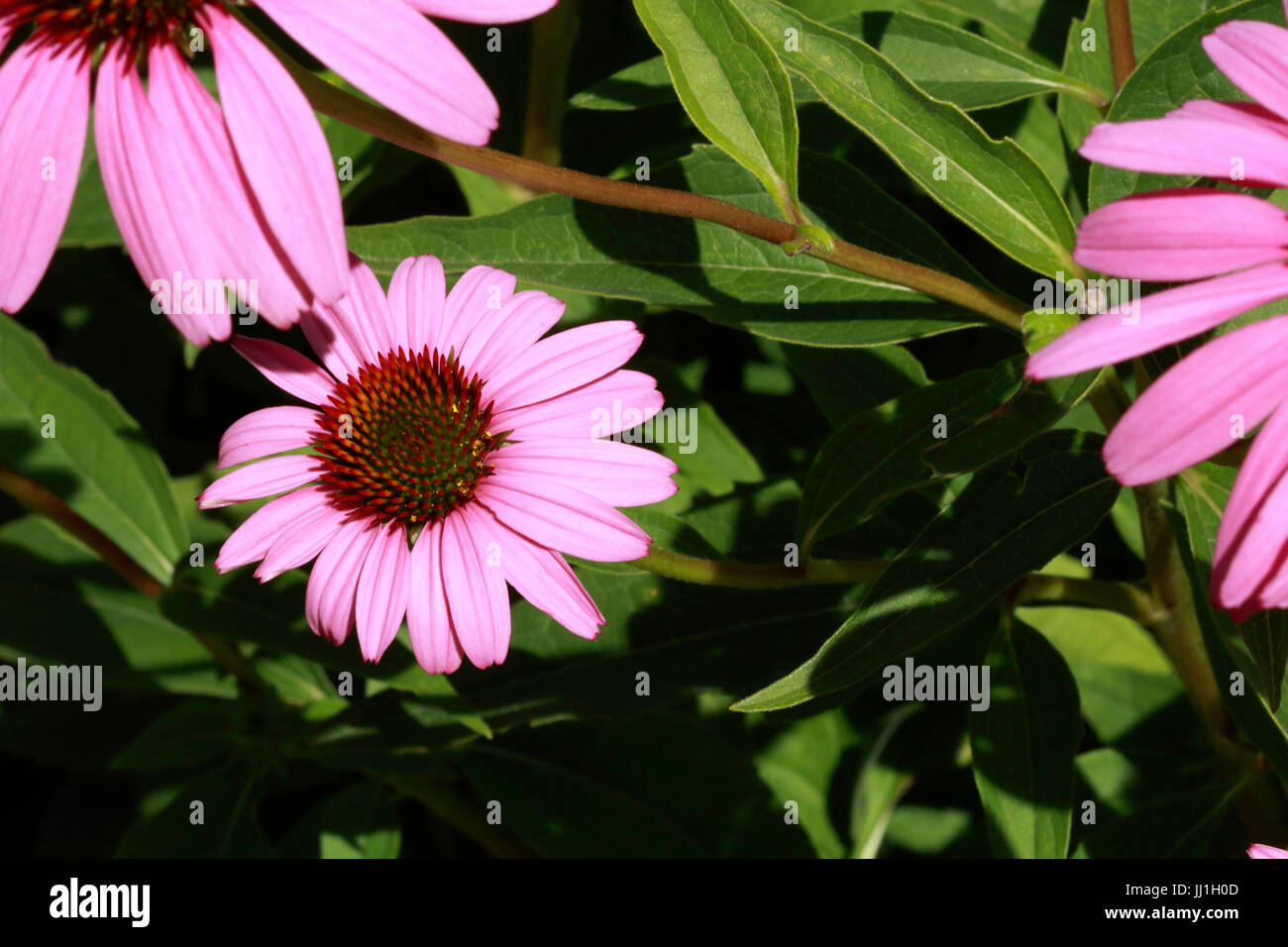 Coneflowers rose Banque D'Images