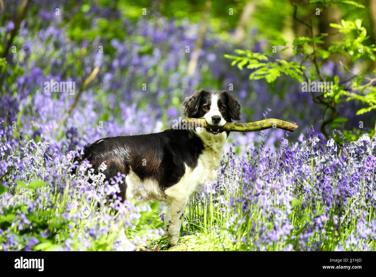 Molly le Cross Border Collie dog et son bâton parmi les jacinthes au bois cible Stoke on Trent Staffordshire England UK Banque D'Images