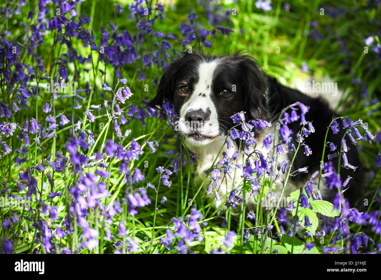 Molly le Cross Border Collie dog parmi les jacinthes bois cible à Stoke on Trent Staffordshire England UK Banque D'Images