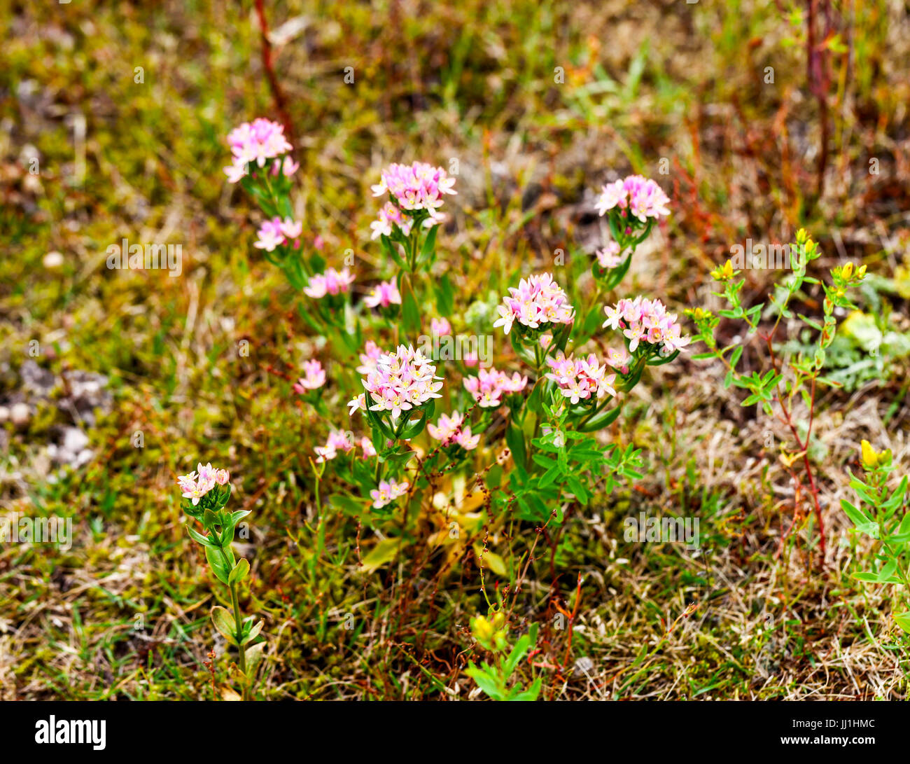 Les fleurs roses délicates de centaurée commune européenne ou de Muhlenberg (Centaurium erythraea) Banque D'Images