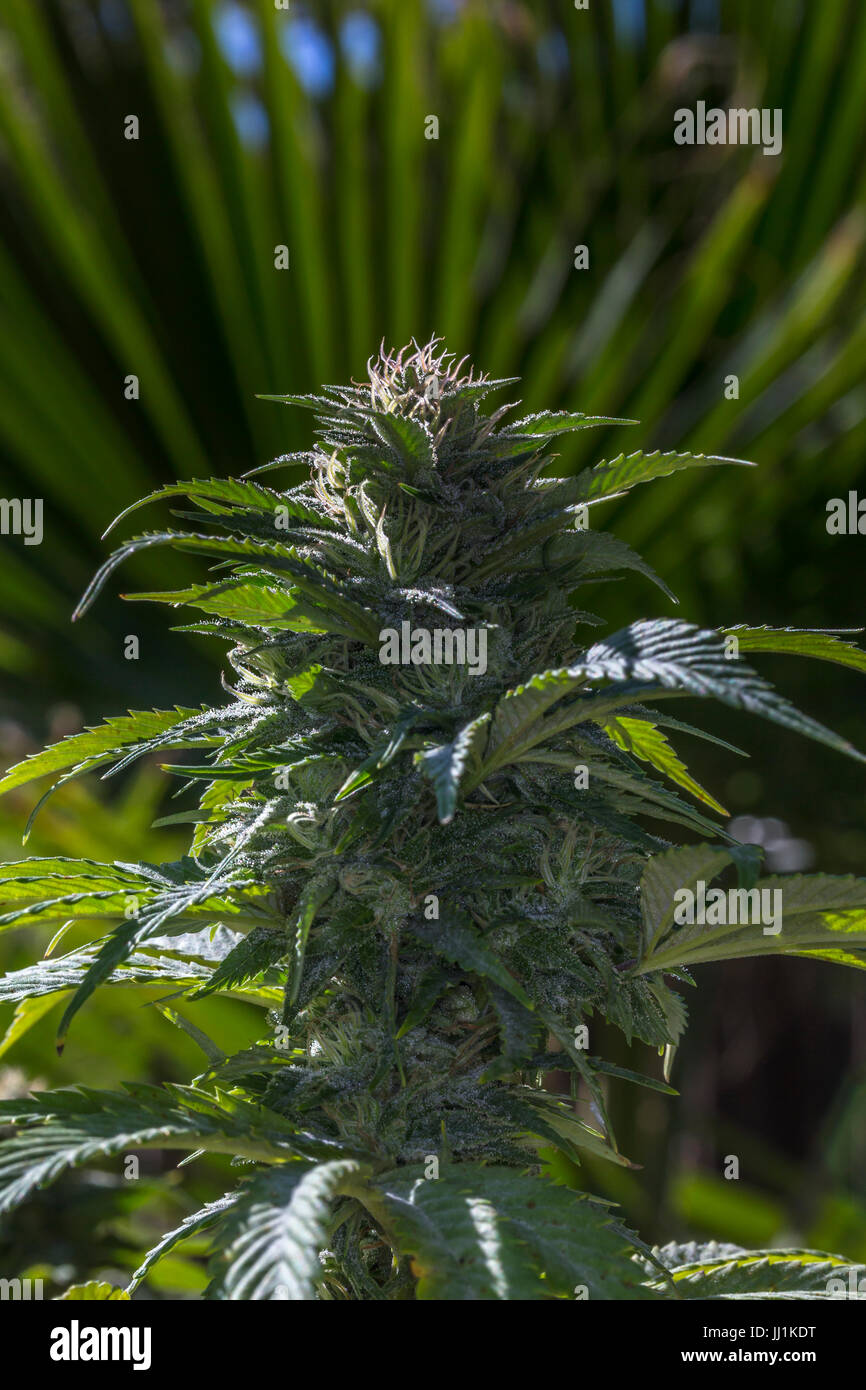 Cannabis sativa, C sativa, indica, plante de cannabis, la marijuana, l'usine de la marijuana médicale, médecine alternative, plante médicinale, Californie Banque D'Images