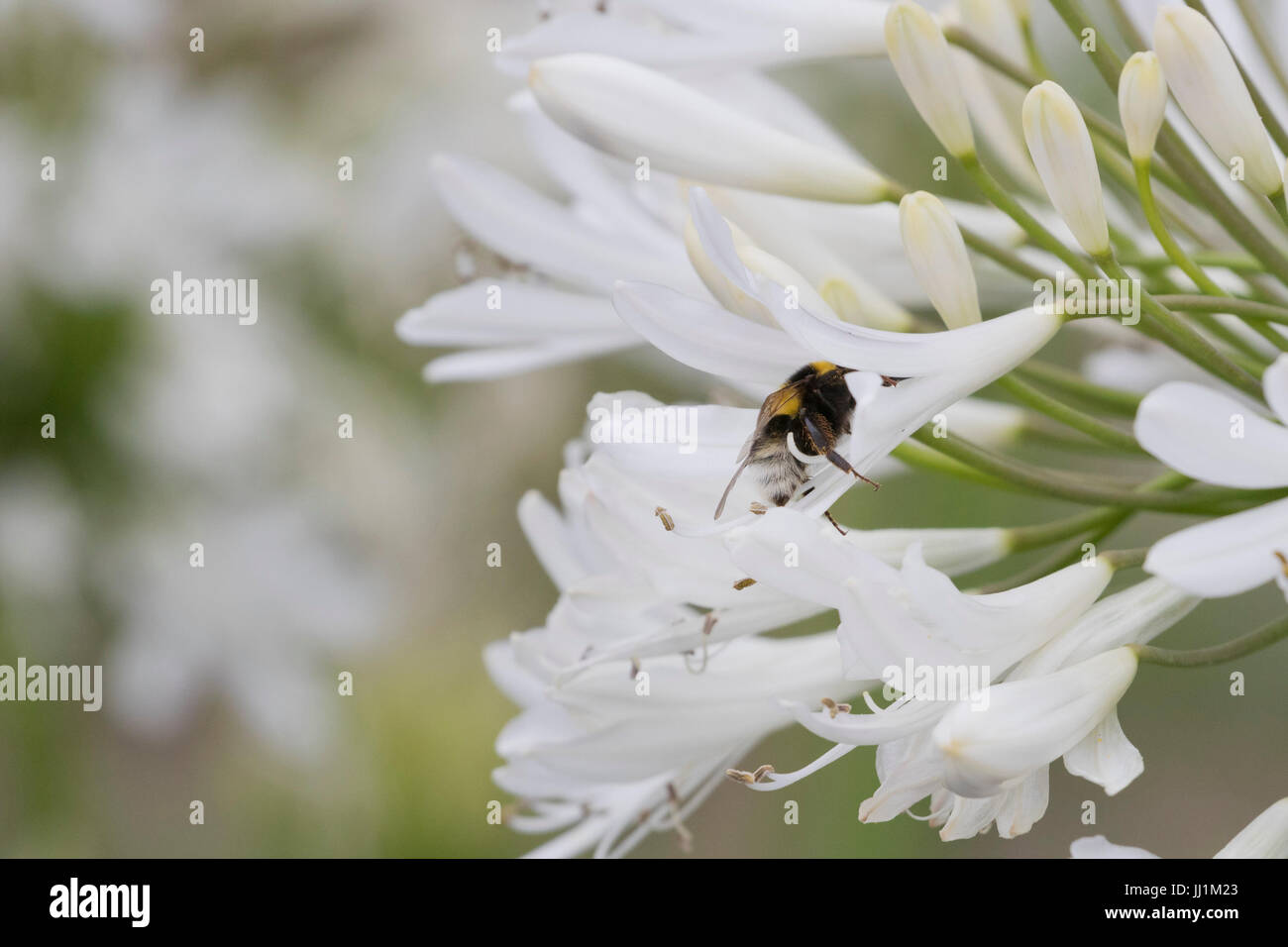 Gros bourdon (Bombus) avec son siège à l'intérieur d'une fleur blanche (Agapanthus). Banque D'Images