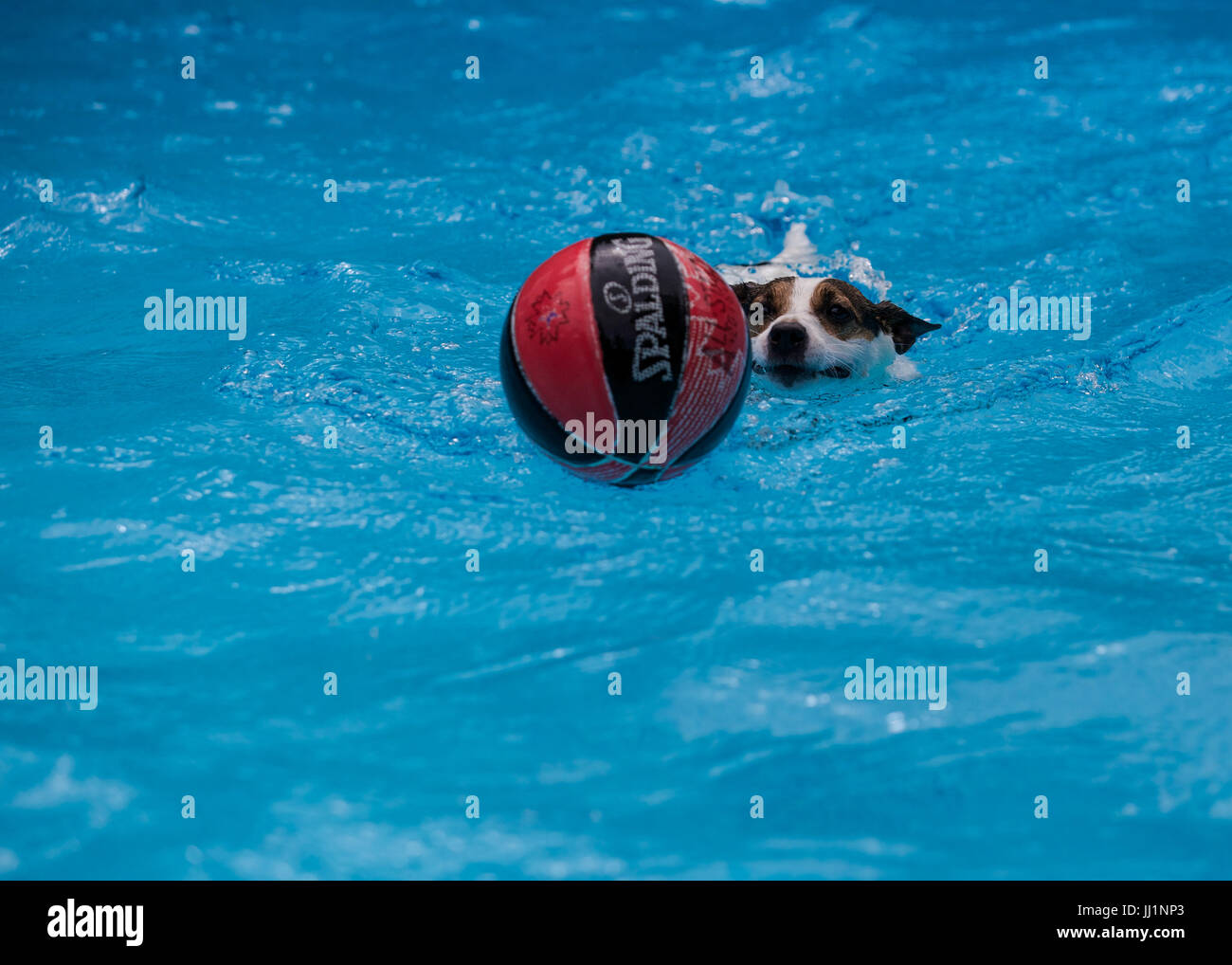 Jack Russell Terrier chien courir après un terrain de basket-ball en nageant dans une piscine extérieure Banque D'Images