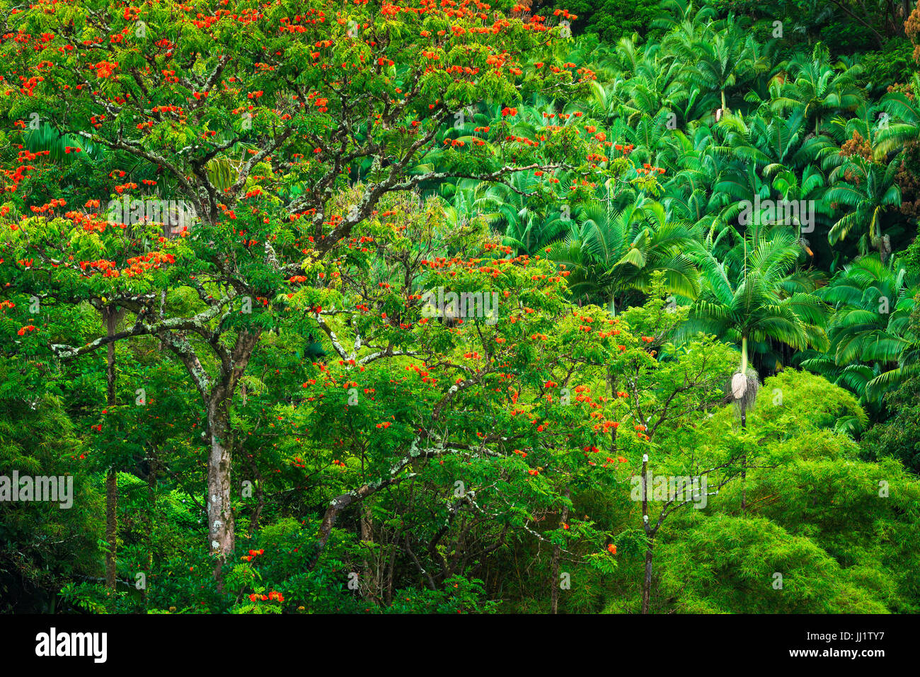 African Tulip Tree et végétation luxuriante sur la côte Hamakua, La Grande Île, New York USA Banque D'Images