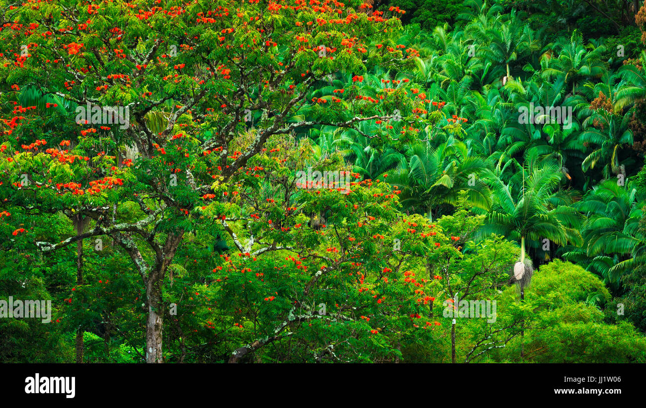 African Tulip Tree et végétation luxuriante sur la côte Hamakua, La Grande Île, New York USA Banque D'Images