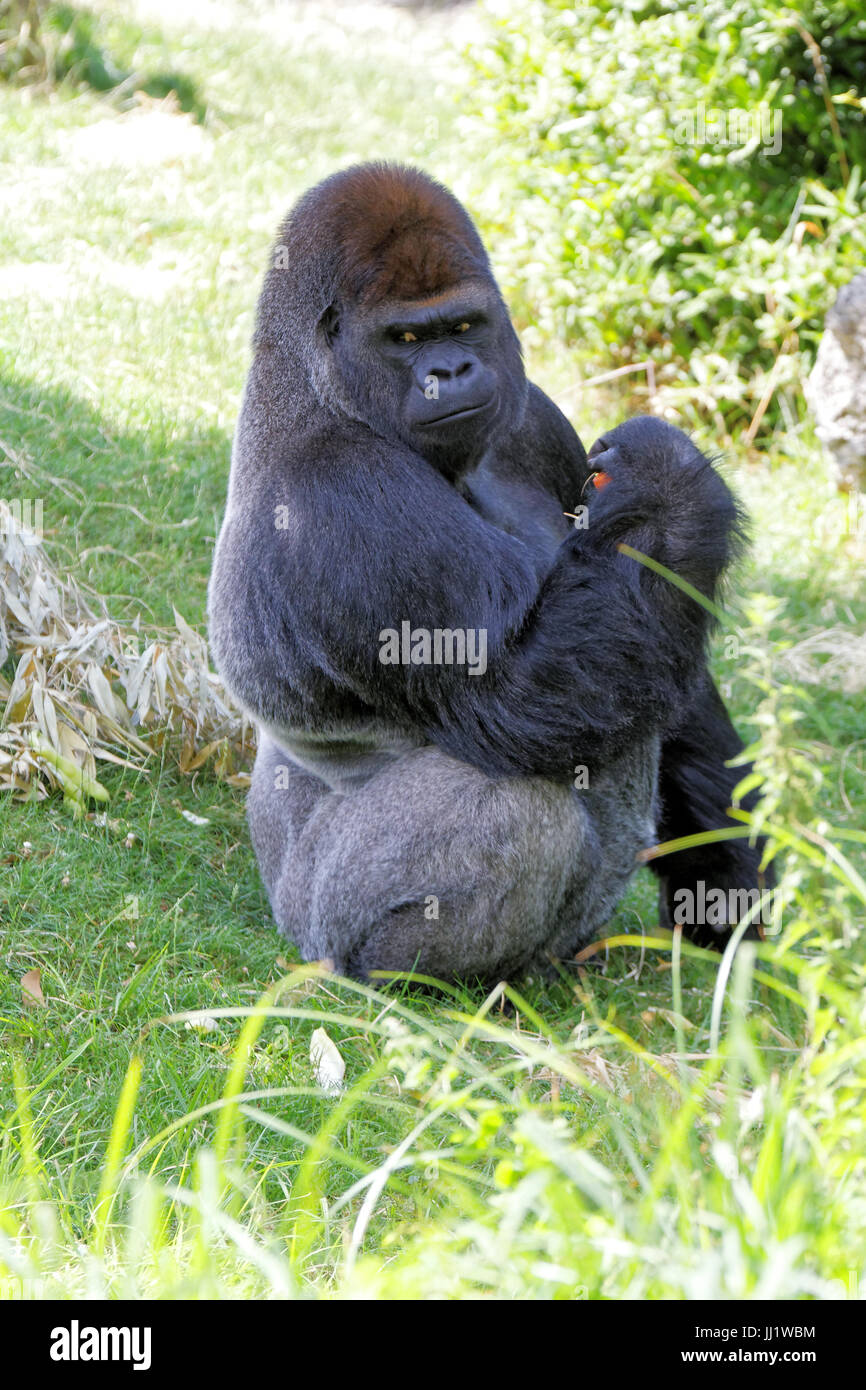 Le gorille, le zoo de Beauval, france Banque D'Images