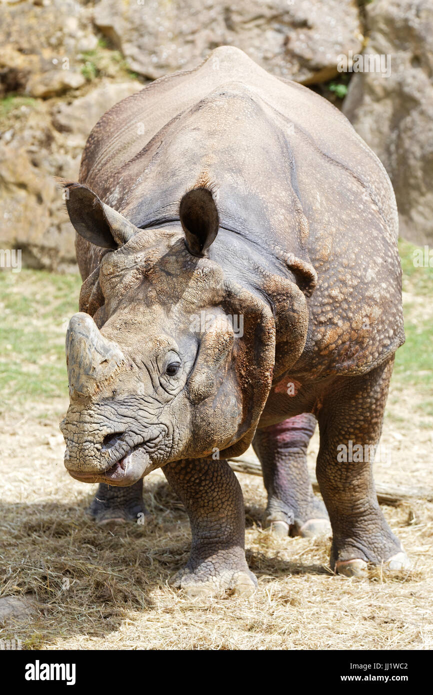 Rhinocéros de Java, le zoo de Beauval Banque D'Images