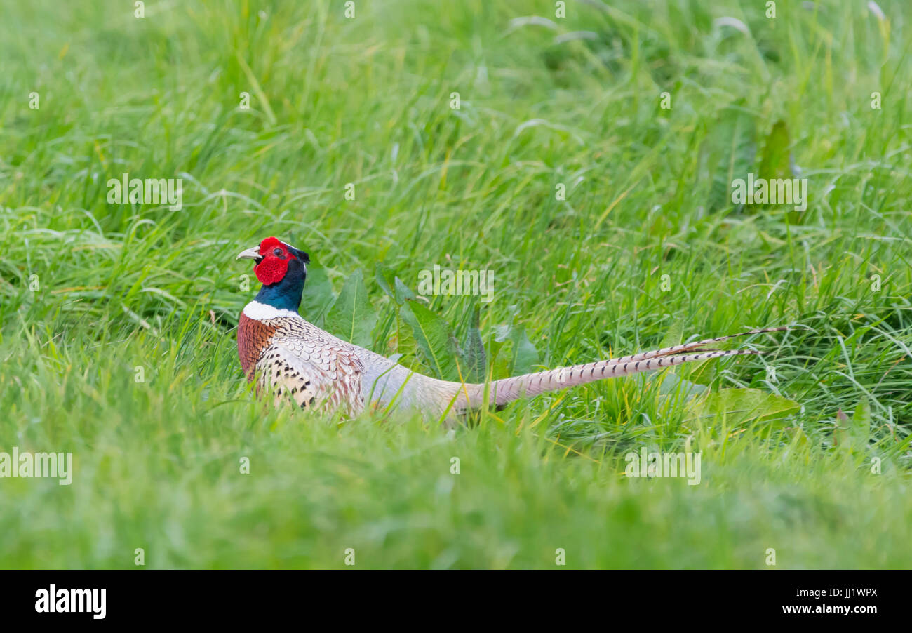 Mâle adulte (Faisan de Colchide Phasianus colchicus) debout dans l'herbe haute dans un champ dans le West Sussex, Angleterre, Royaume-Uni. Banque D'Images