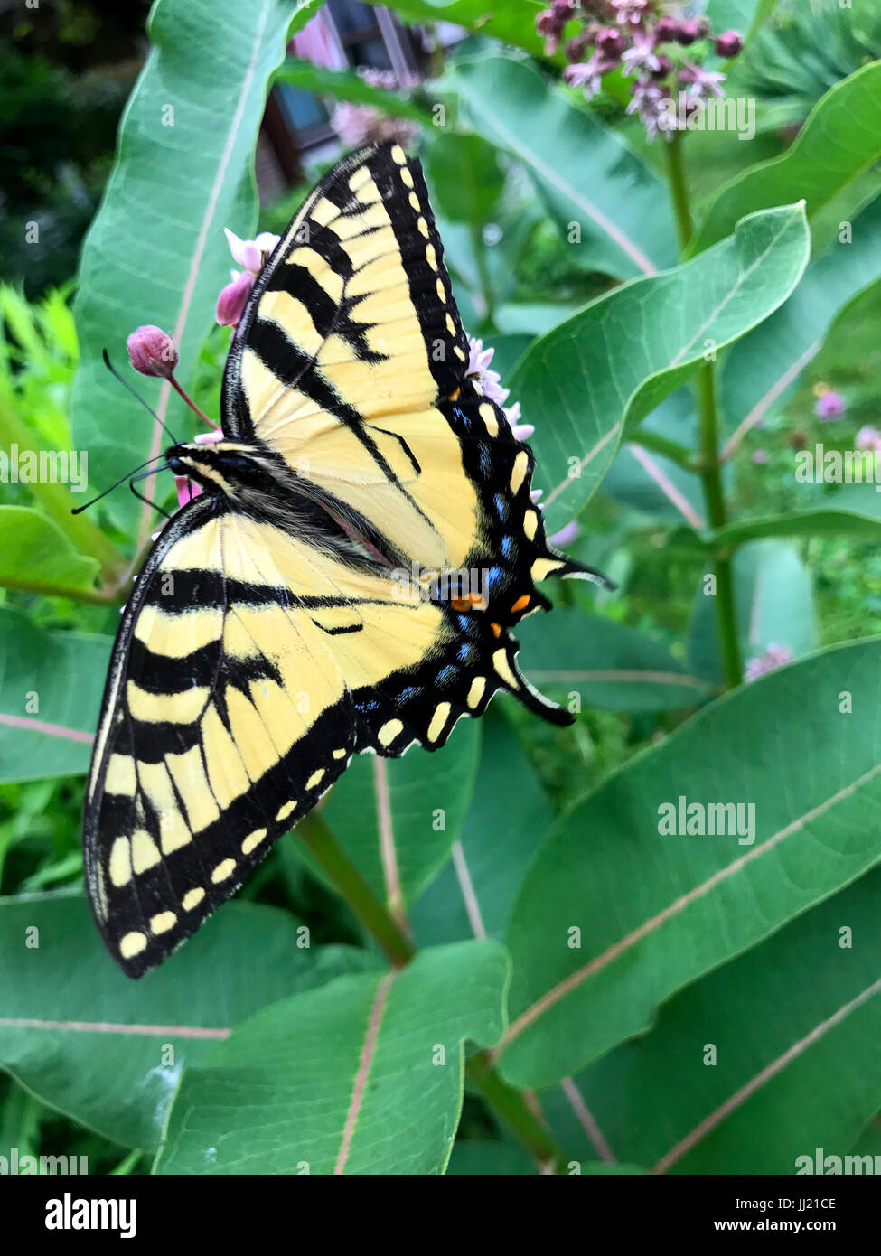 Papillon machaon jaune sur l'asclépiade. Banque D'Images