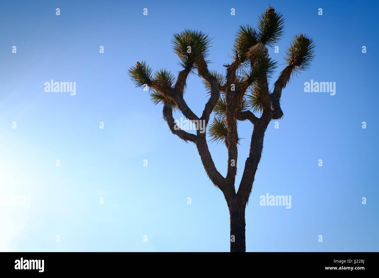 Joshua Tree silhoutte of mountain range at sunset cactus contre la tombée du ciel, le parc national Joshua Tree. California USA Banque D'Images