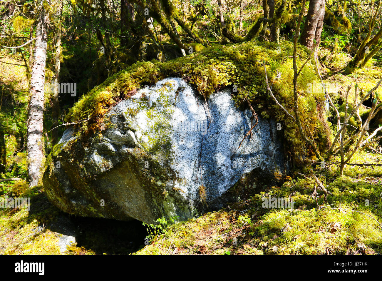 Mendenhall Glacier Trail - Boulder Banque D'Images