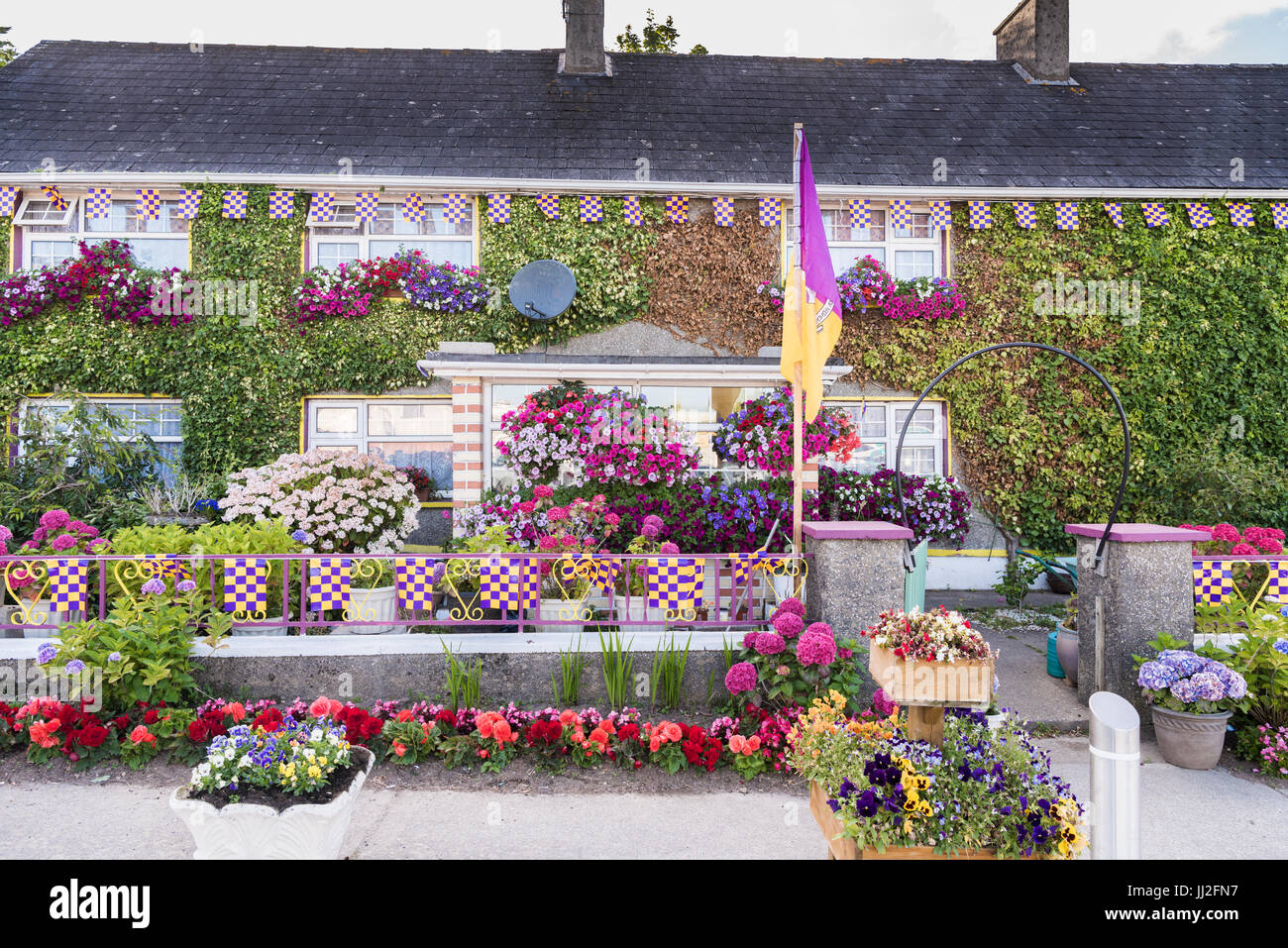 Une maison dans le comté de Wexford décorées dans beaucoup de fleurs, et les drapeaux et les couleurs de l'Wexford GAA TDAMR, violet et jaune. Banque D'Images Une maison dans le comté de Wexford décorées dans beaucoup de fleurs, et les drapeaux et les couleurs de l'Wexford GAA TDAMR, violet et jaune. Banque D'Images