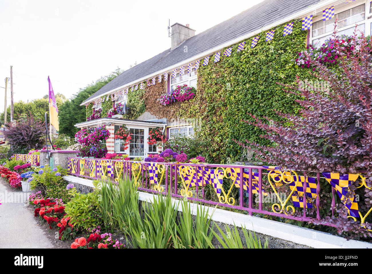 Une maison dans le comté de Wexford décorées dans beaucoup de fleurs, et les drapeaux et les couleurs de l'Wexford GAA TDAMR, violet et jaune. Banque D'Images Une maison dans le comté de Wexford décorées dans beaucoup de fleurs, et les drapeaux et les couleurs de l'Wexford GAA TDAMR, violet et jaune. Banque D'Images