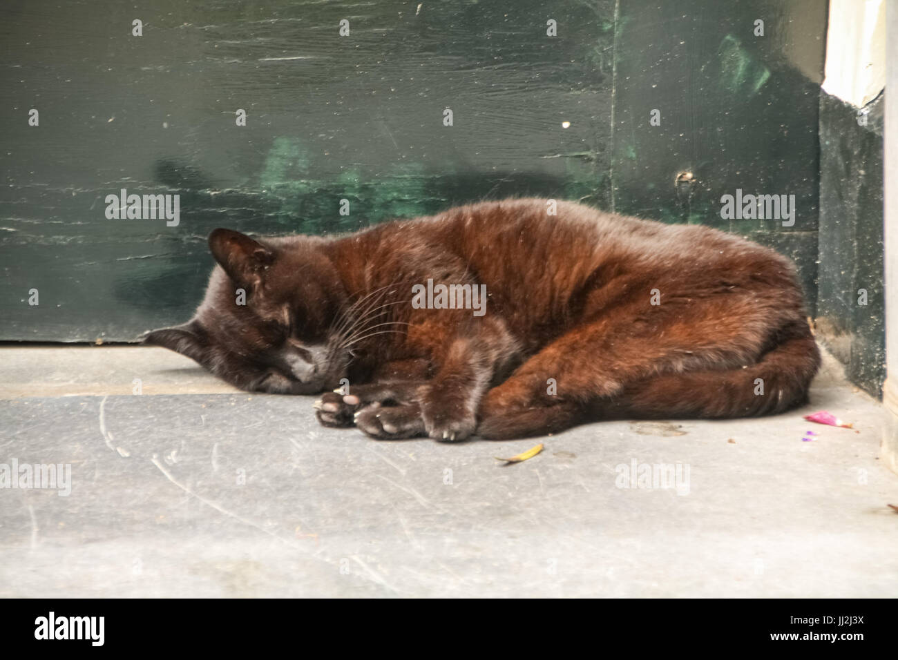 Chat dormant sur un perron - Chat dormant sur un porche Banque D'Images