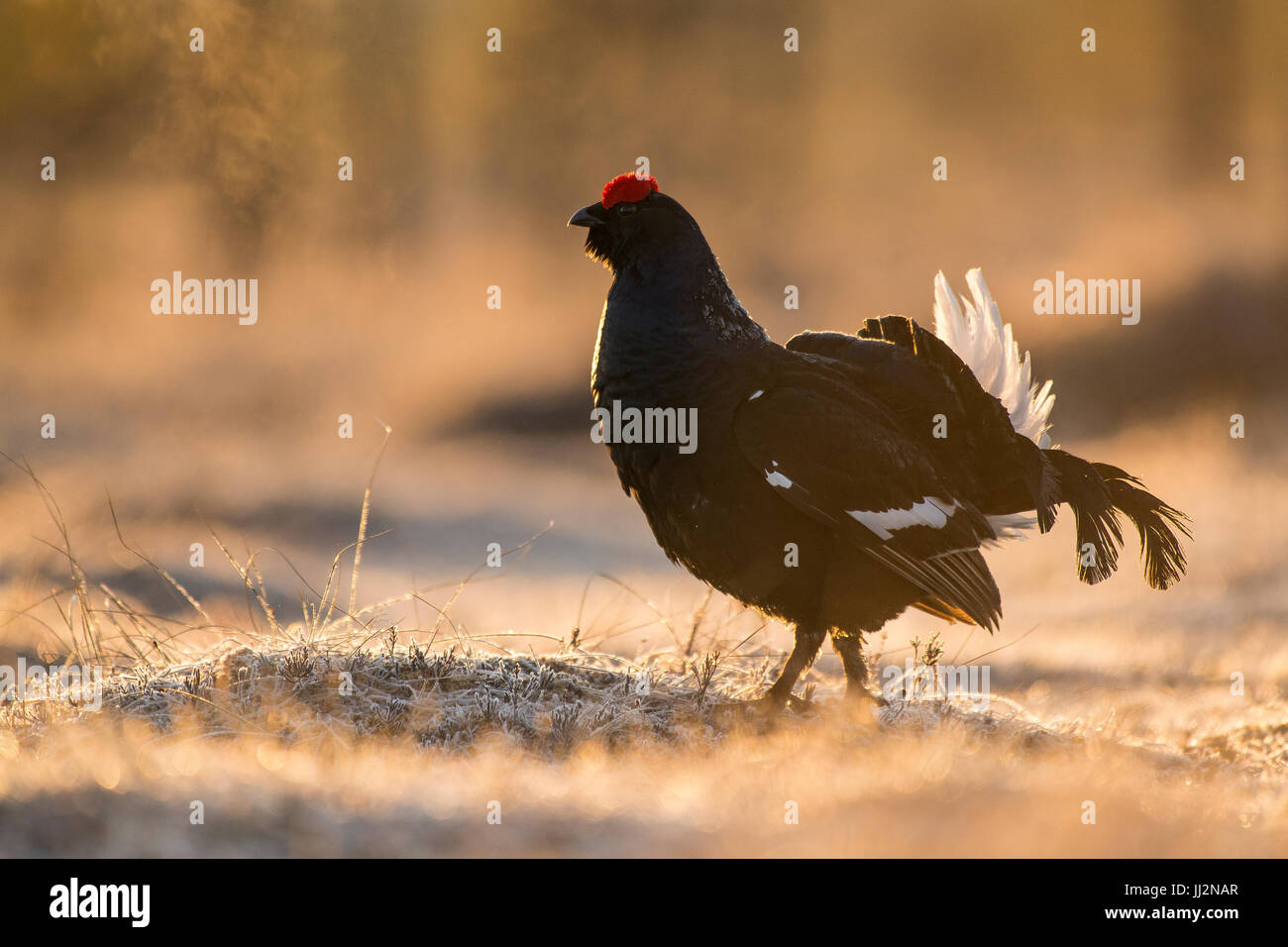 Tétras mâle dans le marais givré au lever du soleil Banque D'Images