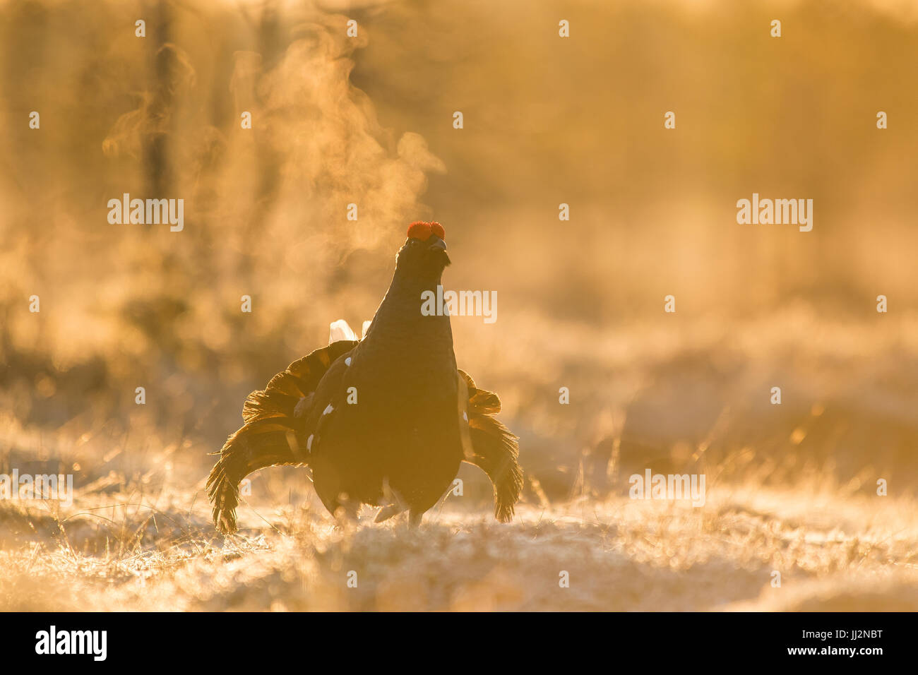 Tétras mâle dans le marais givré au lever du soleil Banque D'Images