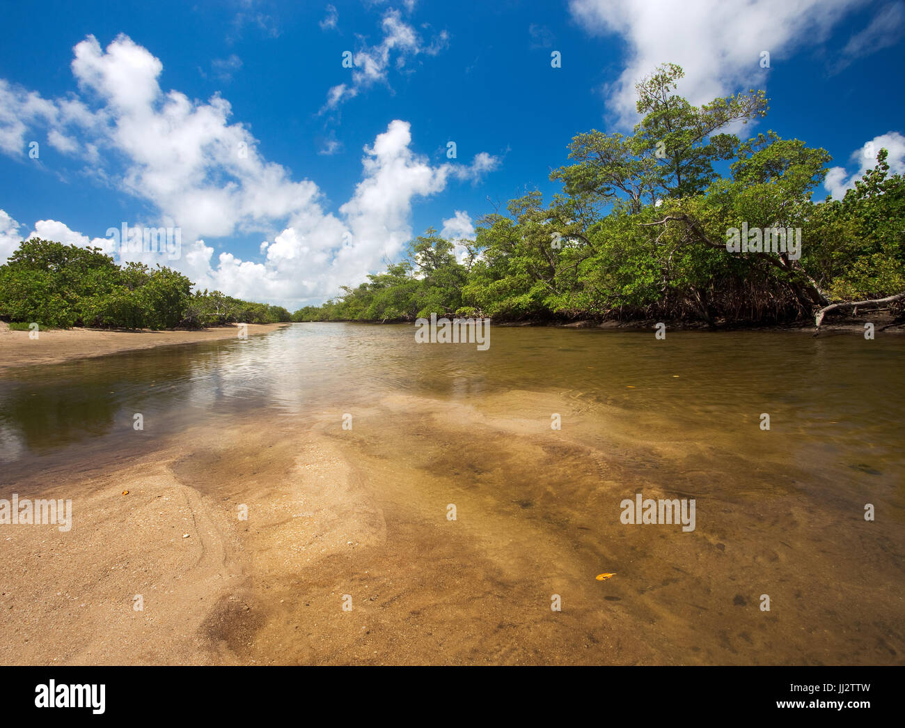 L'écosystème côtier typique de la Floride et de mangrove, sur une chaude journée d'été ensoleillé avec un ciel bleu. Pris dans D. Von Mizell-Eula Johnson State Park Banque D'Images