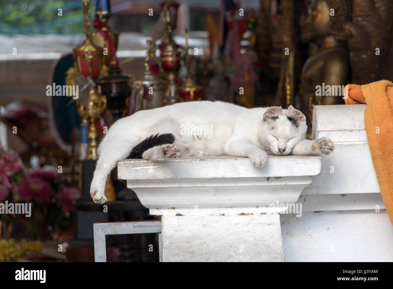 Le chat blanc dormir sur la terrasse dans le monastère bouddhiste, Chiang Mai, Thaïlande Banque D'Images