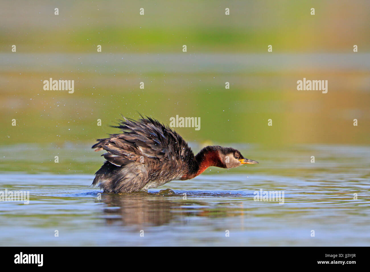 Le Grèbe jougris adultes en plumage nuptial secouant ses plumes dans le Delta du Danube Roumanie Banque D'Images