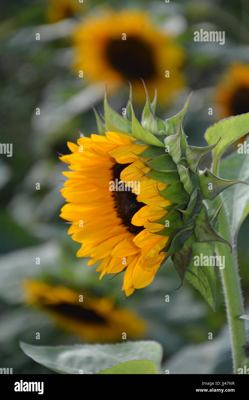 Demi-ouvert de tournesol dans lumière du soir Banque D'Images