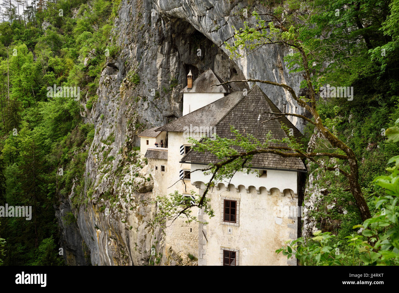 Arbres accrochés à la falaise au château de Predjama 1570 forteresse Renaissance construit dans la bouche d'une caverne perché en Slovénie Banque D'Images