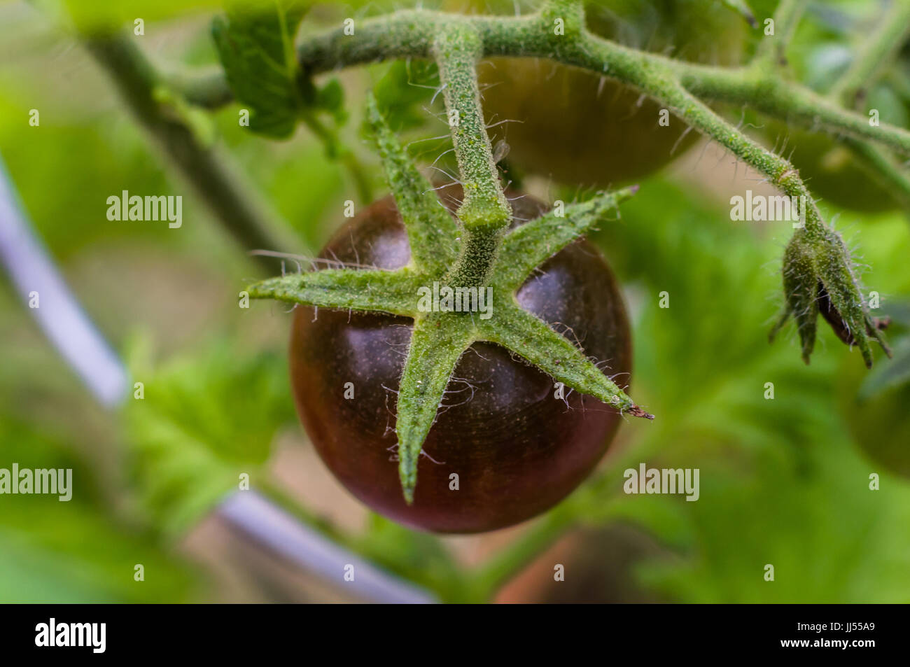 Le mûrissement de la tomate cerise noire sur une tomate vigne dans le jardin, USA Banque D'Images