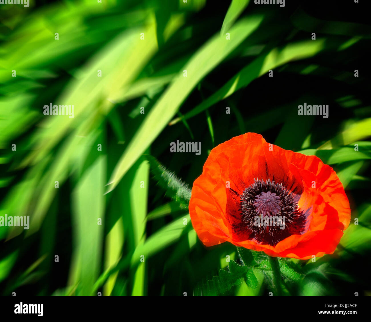 Flore : Pavot Rouge Banque D'Images