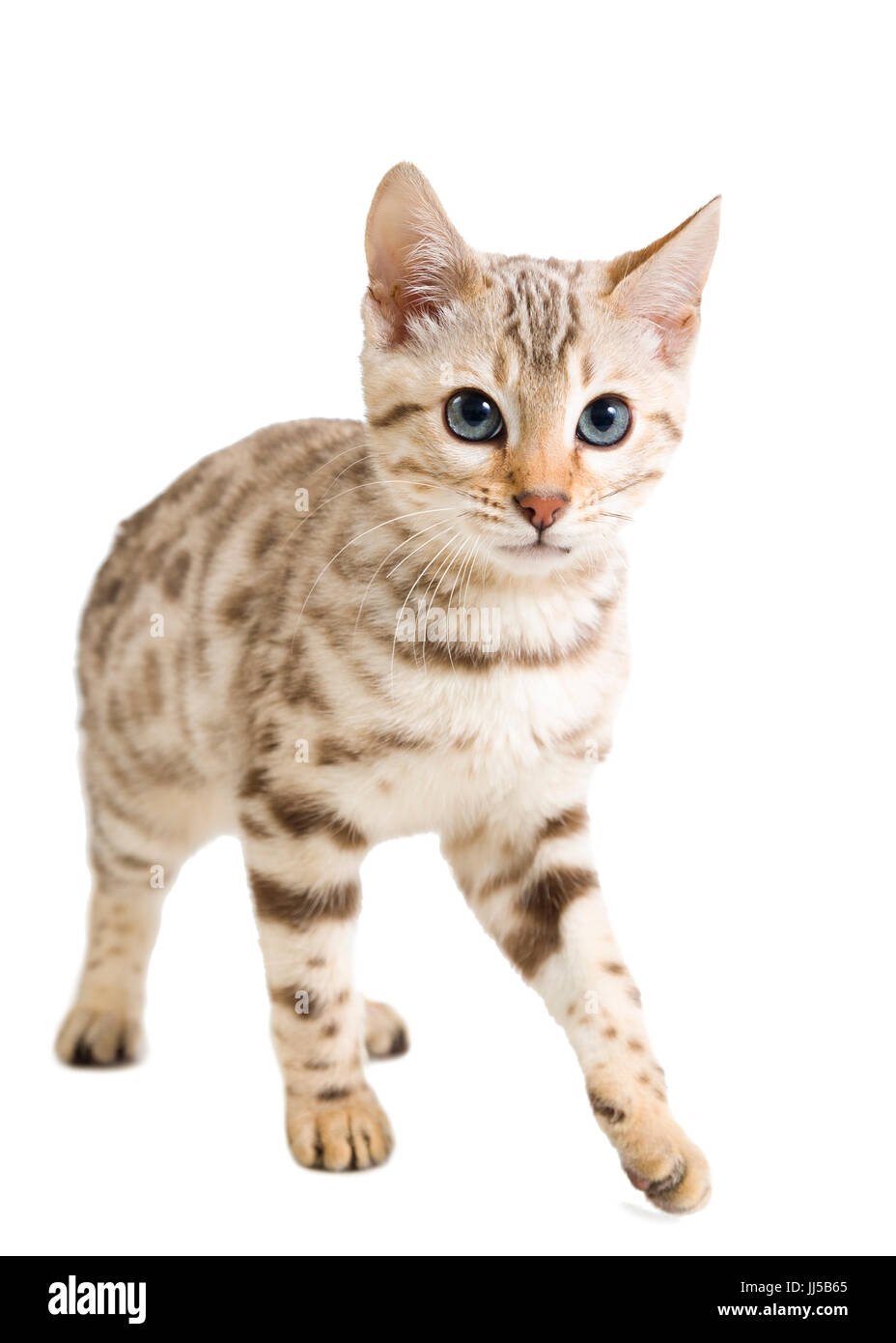 Snow Bengal chat chaton isolé sur fond blanc Modèle Libération : N° des biens : Non. Banque D'Images