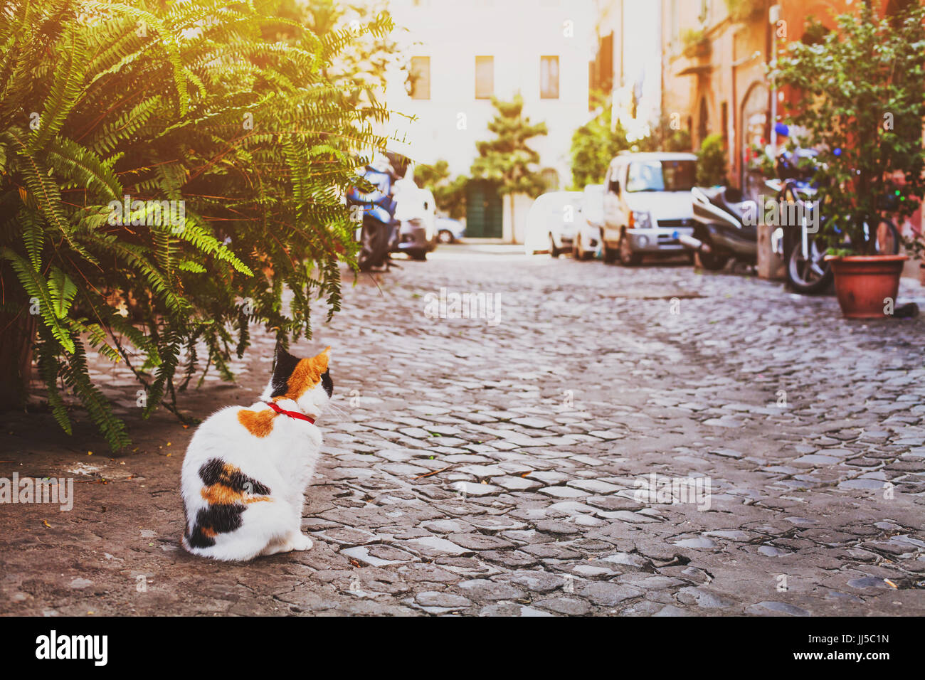 Chat sur la rue de Rome, Italie Banque D'Images