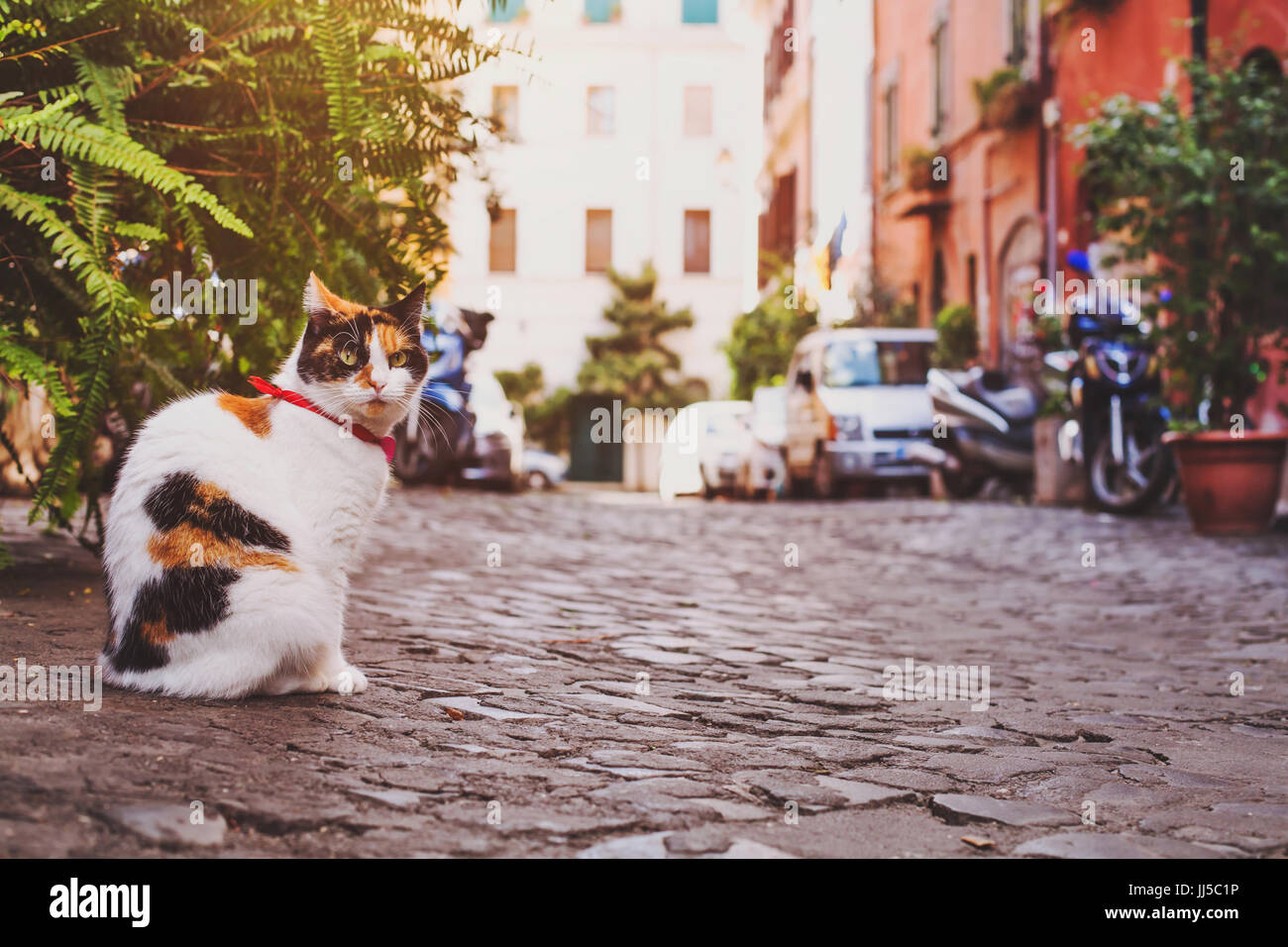 Chat assis sur la rue près de la maison en Italie Banque D'Images