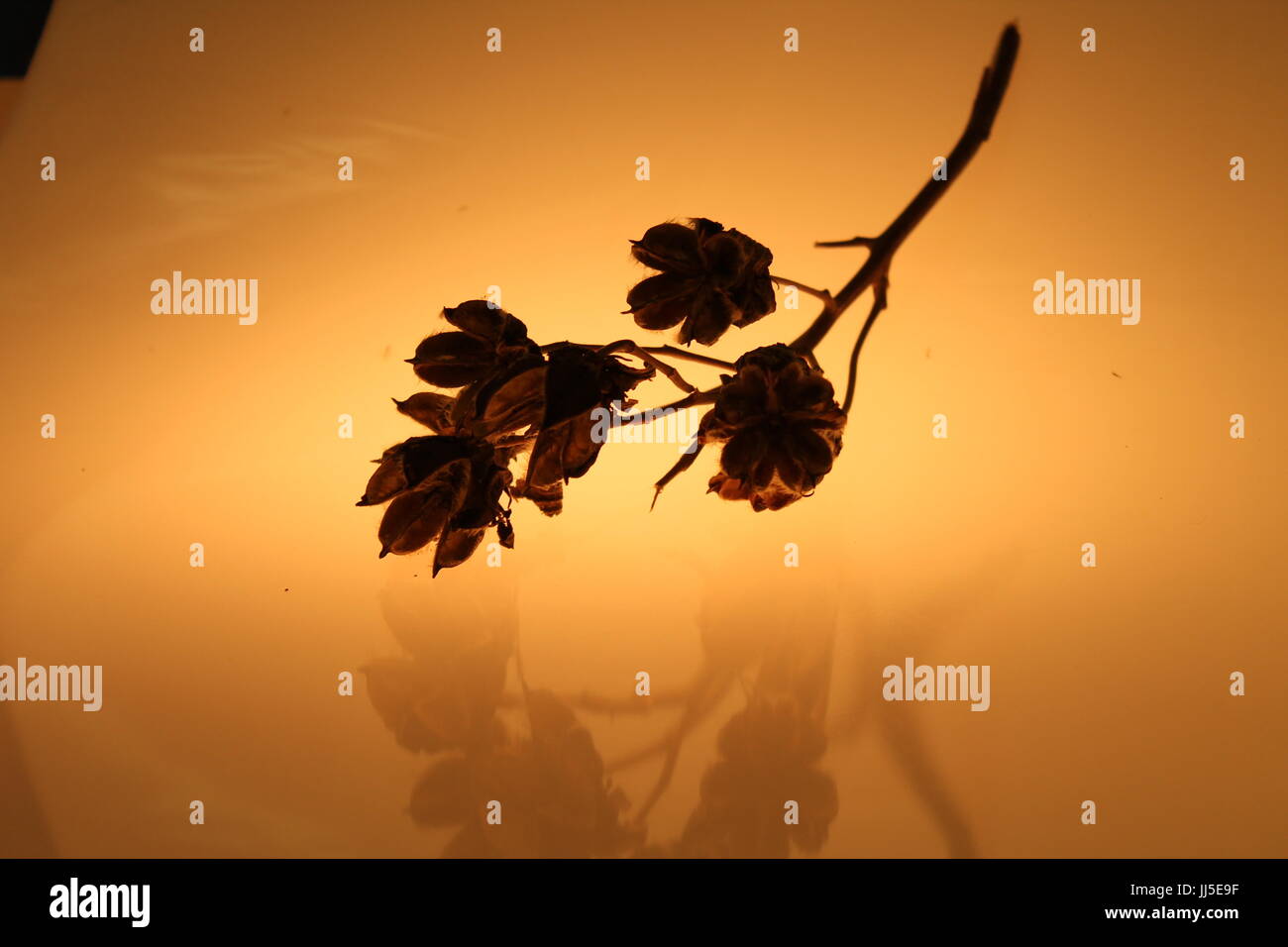 La vie toujours des plantes sur un fond clair Banque D'Images