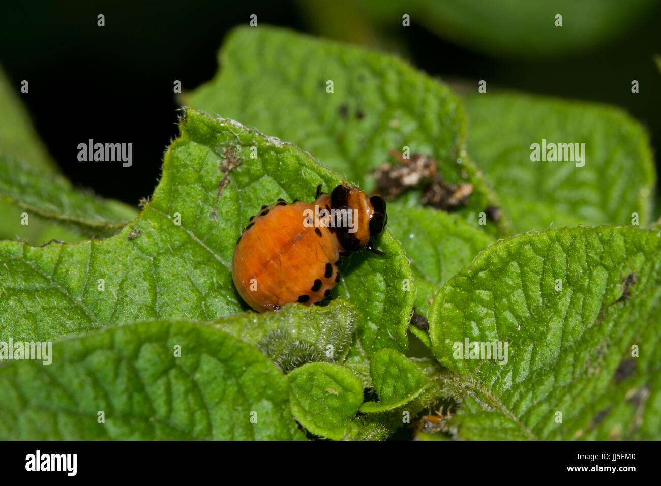 Larve de doryphore de la pomme de terre sur les feuilles de plants de pommes de terre Banque D'Images