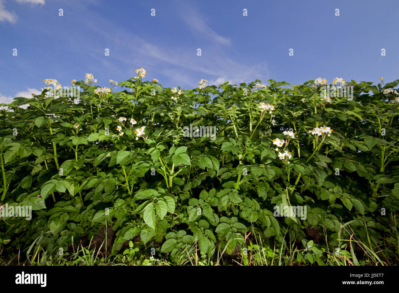 Domaine de plants de pommes de terre avec des fleurs sous un ciel bleu Banque D'Images
