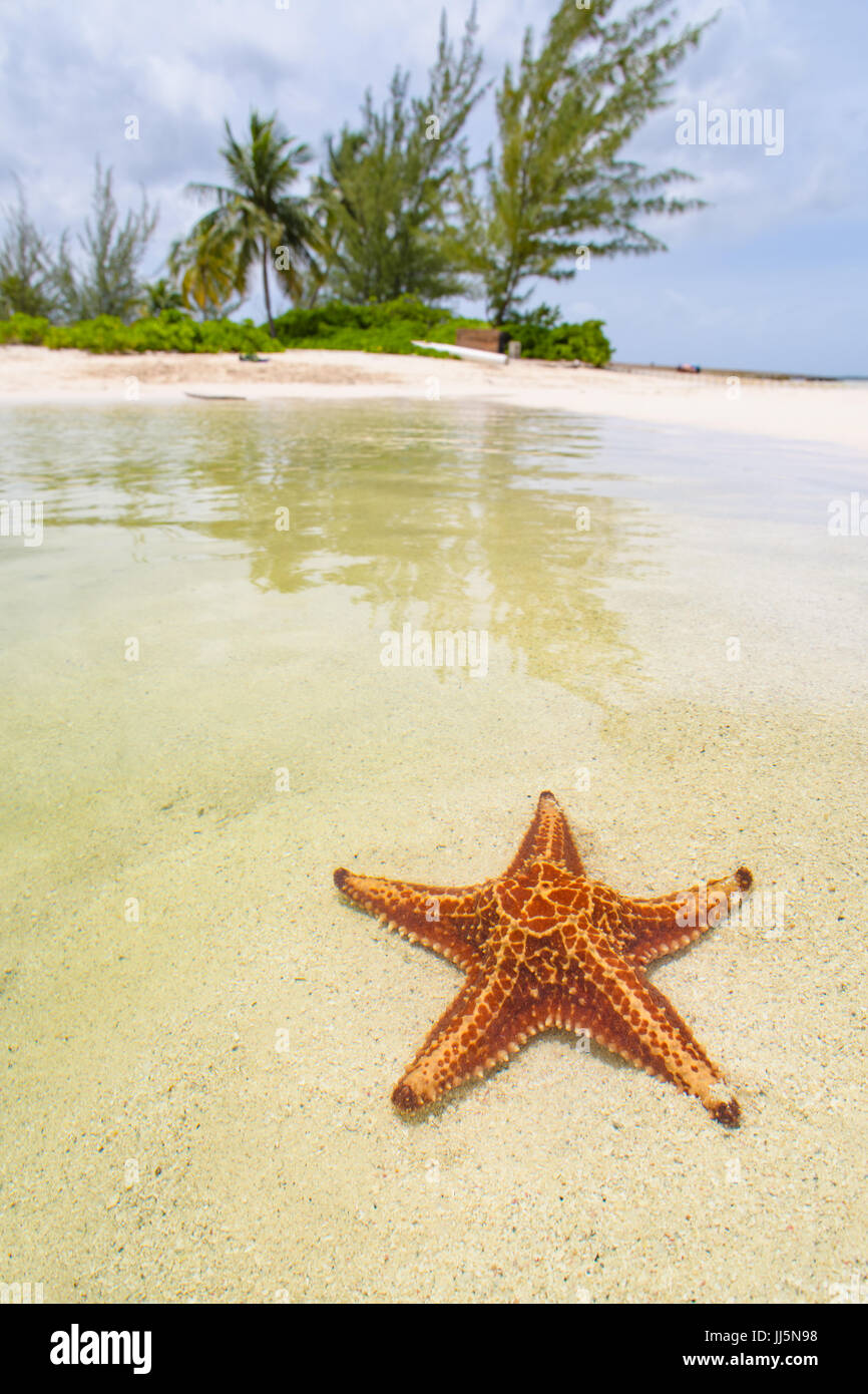 Sous l'étoile de mer sur la plage. Banque D'Images