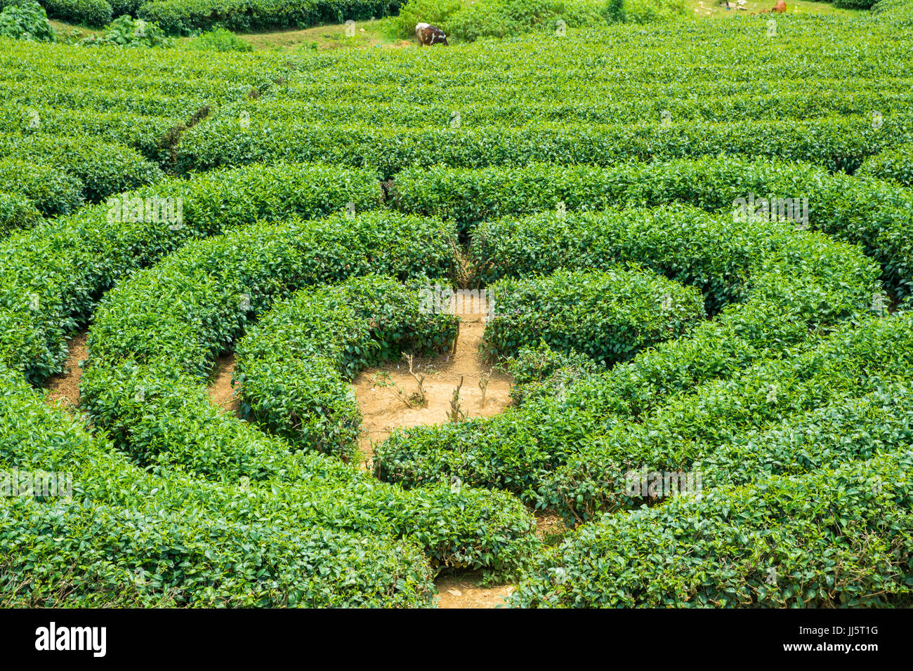 La plantation de thé à Moc Chau village, province de Son La, Vietnam Banque D'Images