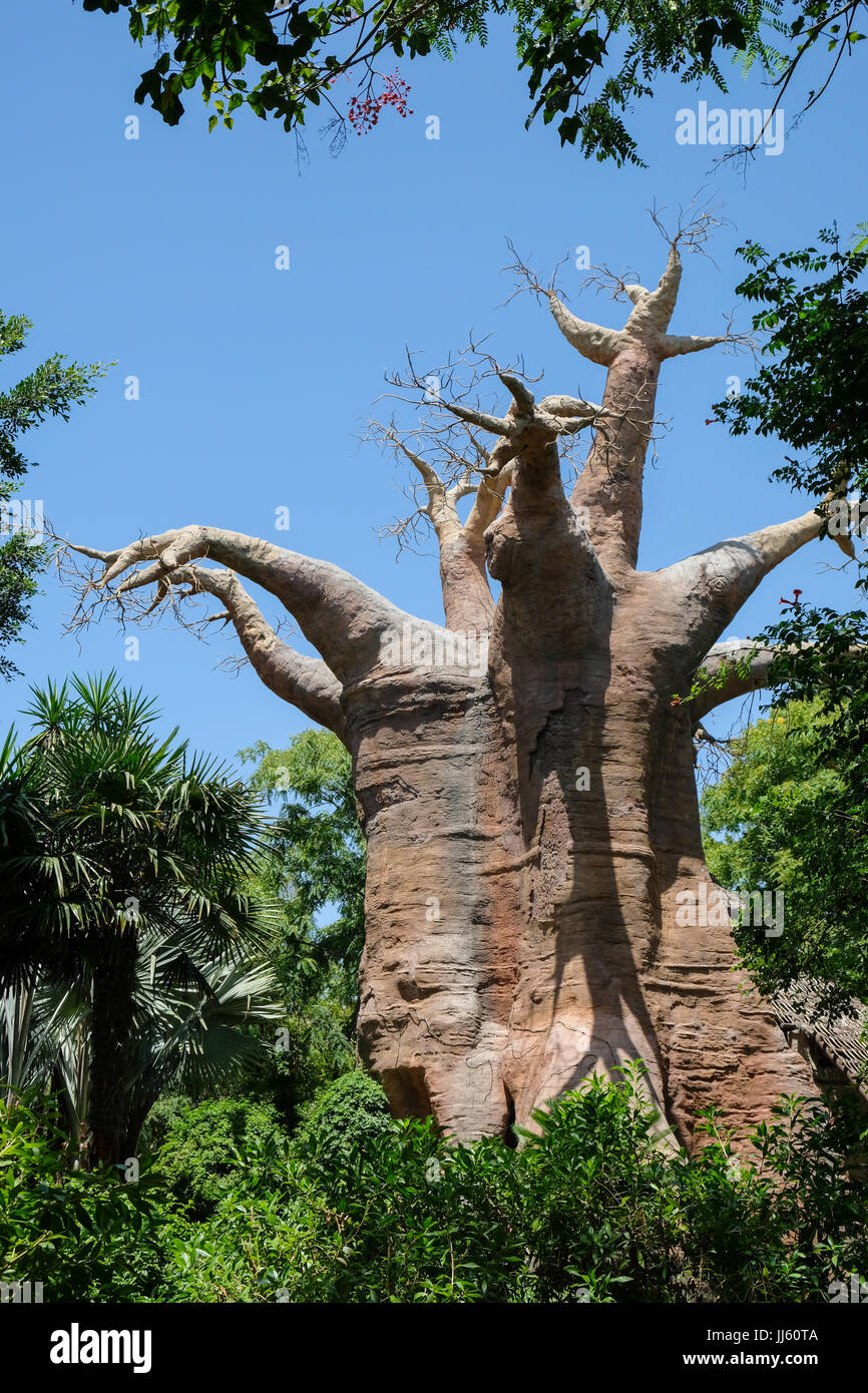 FUENGIROLA, Andalousie/ESPAGNE - 4 juillet : réplique géante Boab Tree dans le Bioparc Fuengirola Costa del Sol Espagne le 4 juillet 2017 Banque D'Images