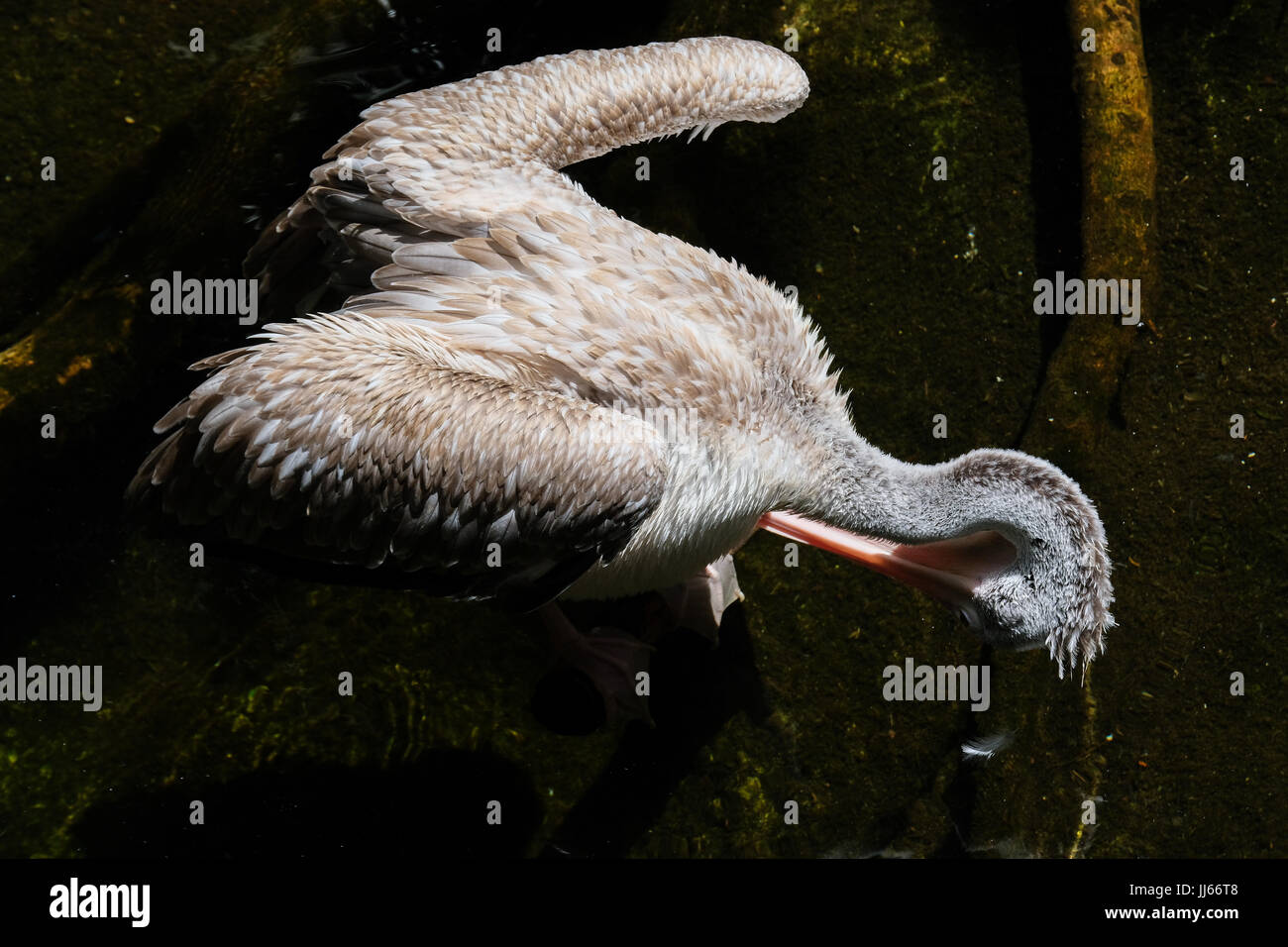 FUENGIROLA, Andalousie/ESPAGNE - 4 juillet : Spot-Billed Pelican (Pelecanus philippensis) au Bioparc Fuengirola Costa del Sol Espagne le 4 juillet 2017 Banque D'Images