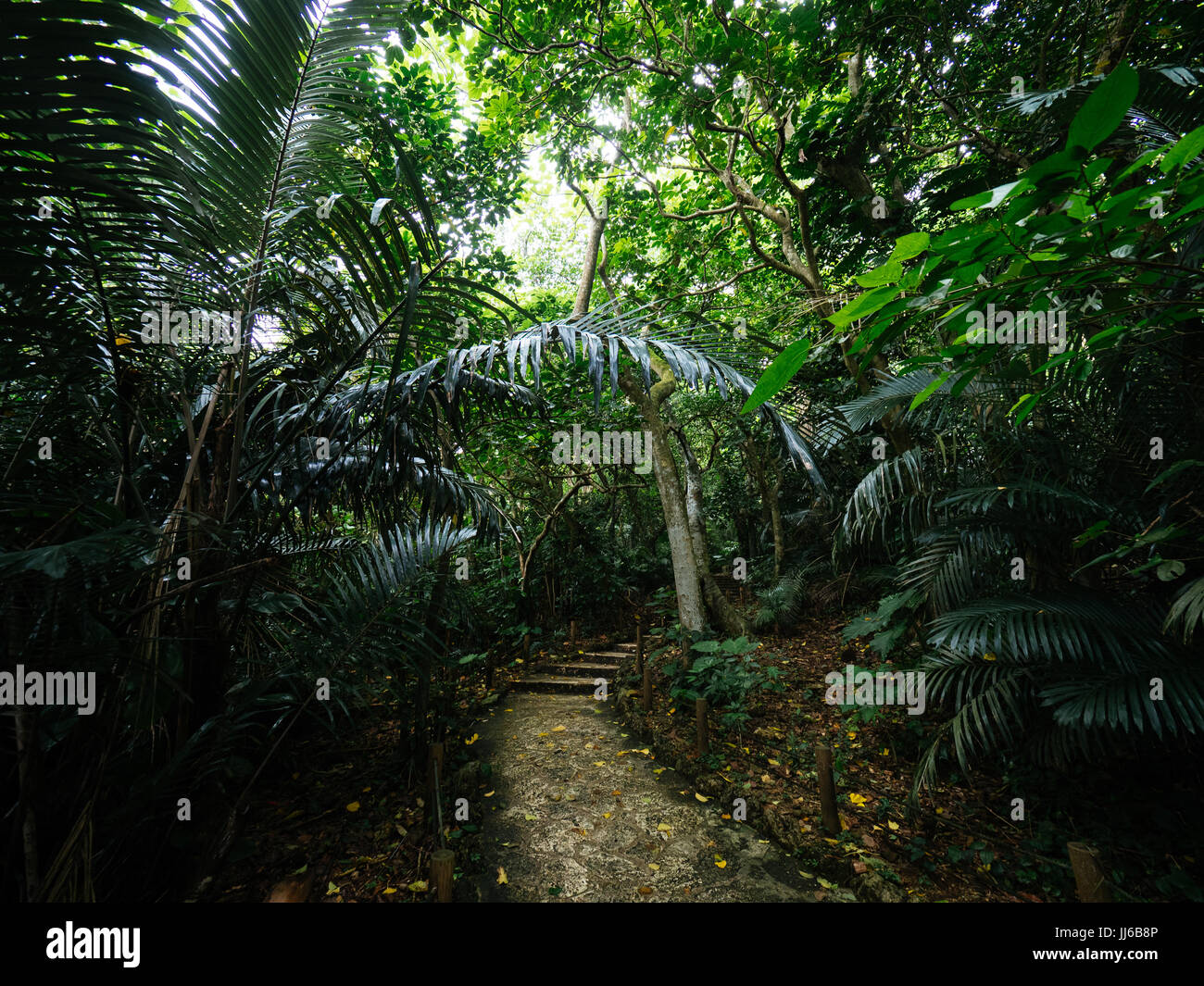 Jungle à Ishigaki Island, Okinawa Prefecture, Japan Banque D'Images