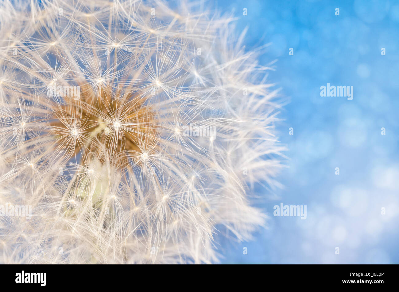 Pissenlit fleur avec des graines balle près jusqu'à l'arrière-plan flou lumineux bleu Banque D'Images