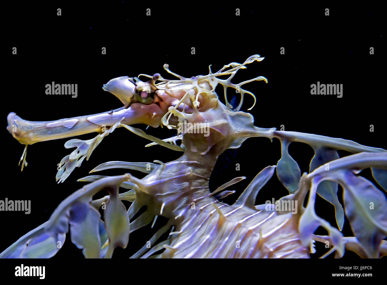 Dragon de mer Banque D'Images