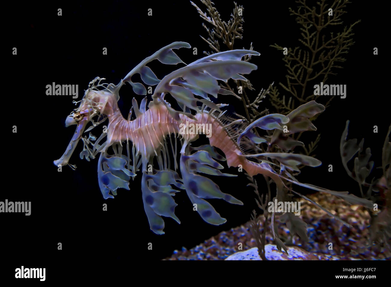 Dragon de mer Banque D'Images