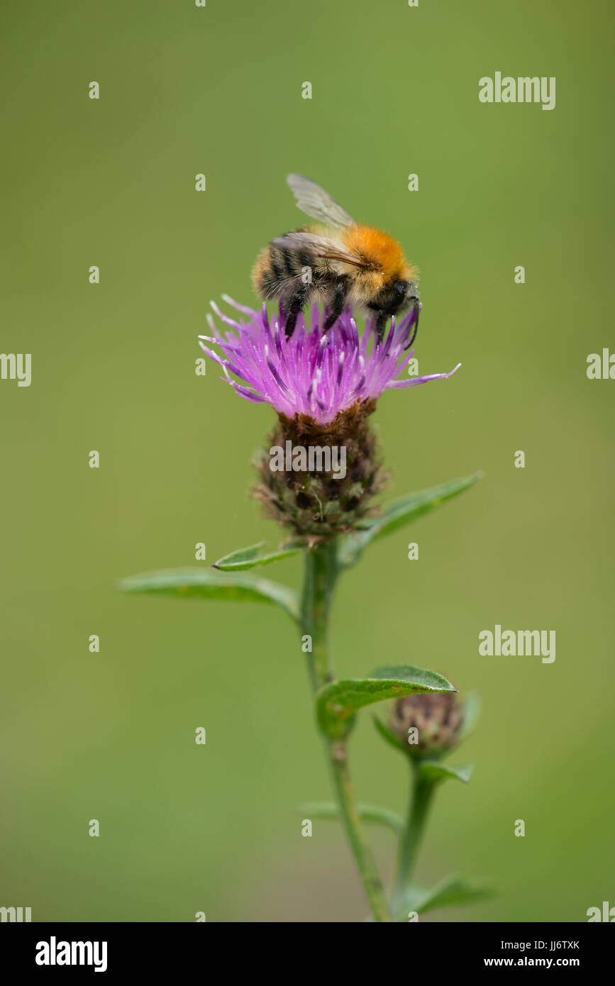 Bombus pascuorum sur centaurée maculée. Banque D'Images