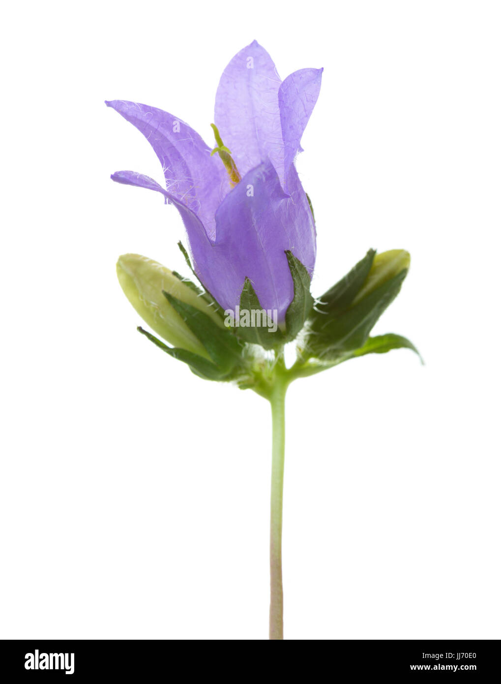 Bellflower isolé sur fond blanc. Banque D'Images