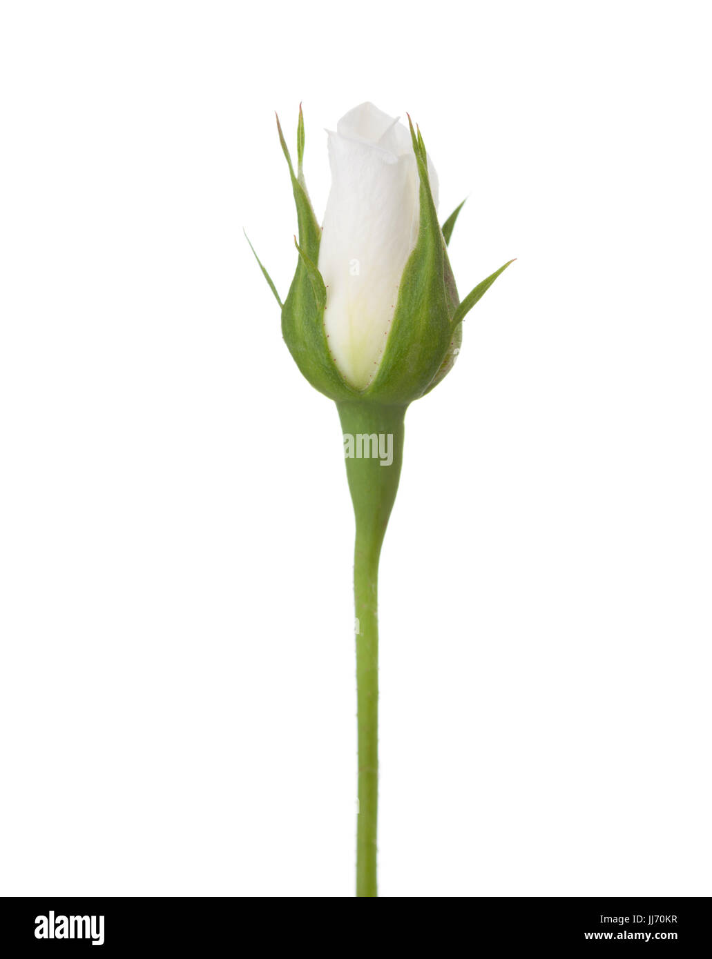 Rosebud non découvertes de rose blanche isolé sur fond blanc. Banque D'Images