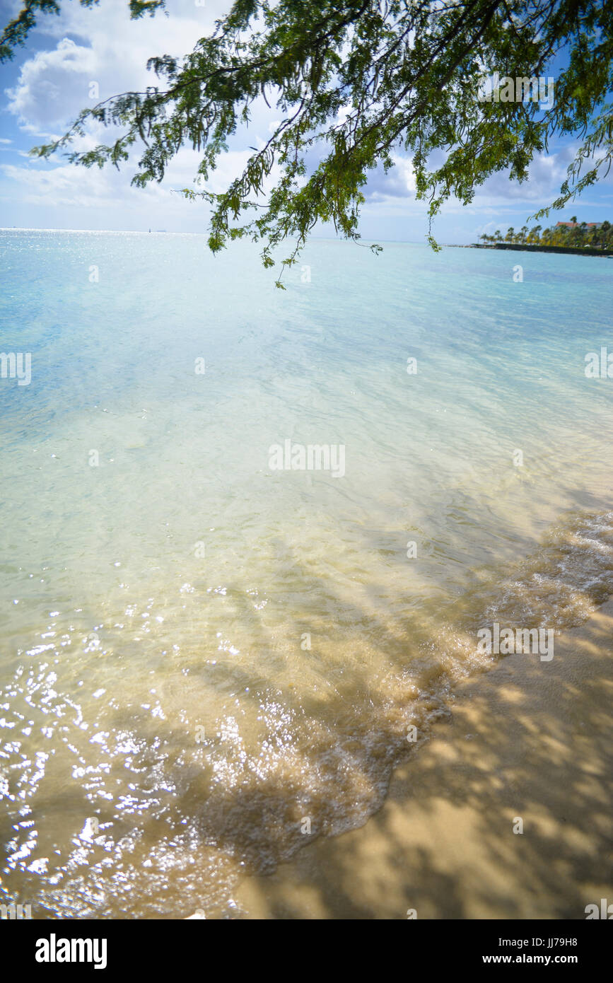 Vue sur l'océan avec un arbre sur la plage à Aruba, Antilles Banque D'Images