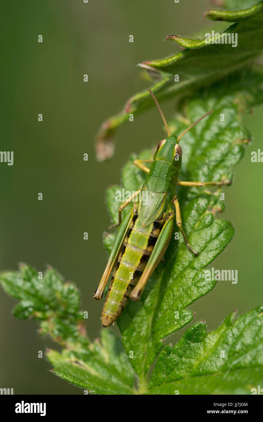 Une femelle Meadow Grasshopper. Banque D'Images