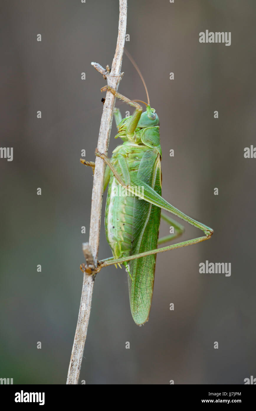 Un grand Green Bush-cricket. Banque D'Images