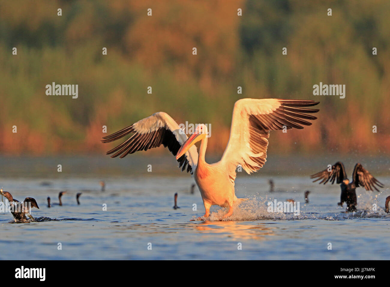 Le pélican blanc d'entrée en terre dans le Delta du Danube Banque D'Images
