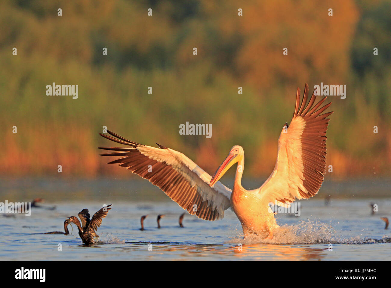 Le pélican blanc d'entrée en terre dans le Delta du Danube Banque D'Images