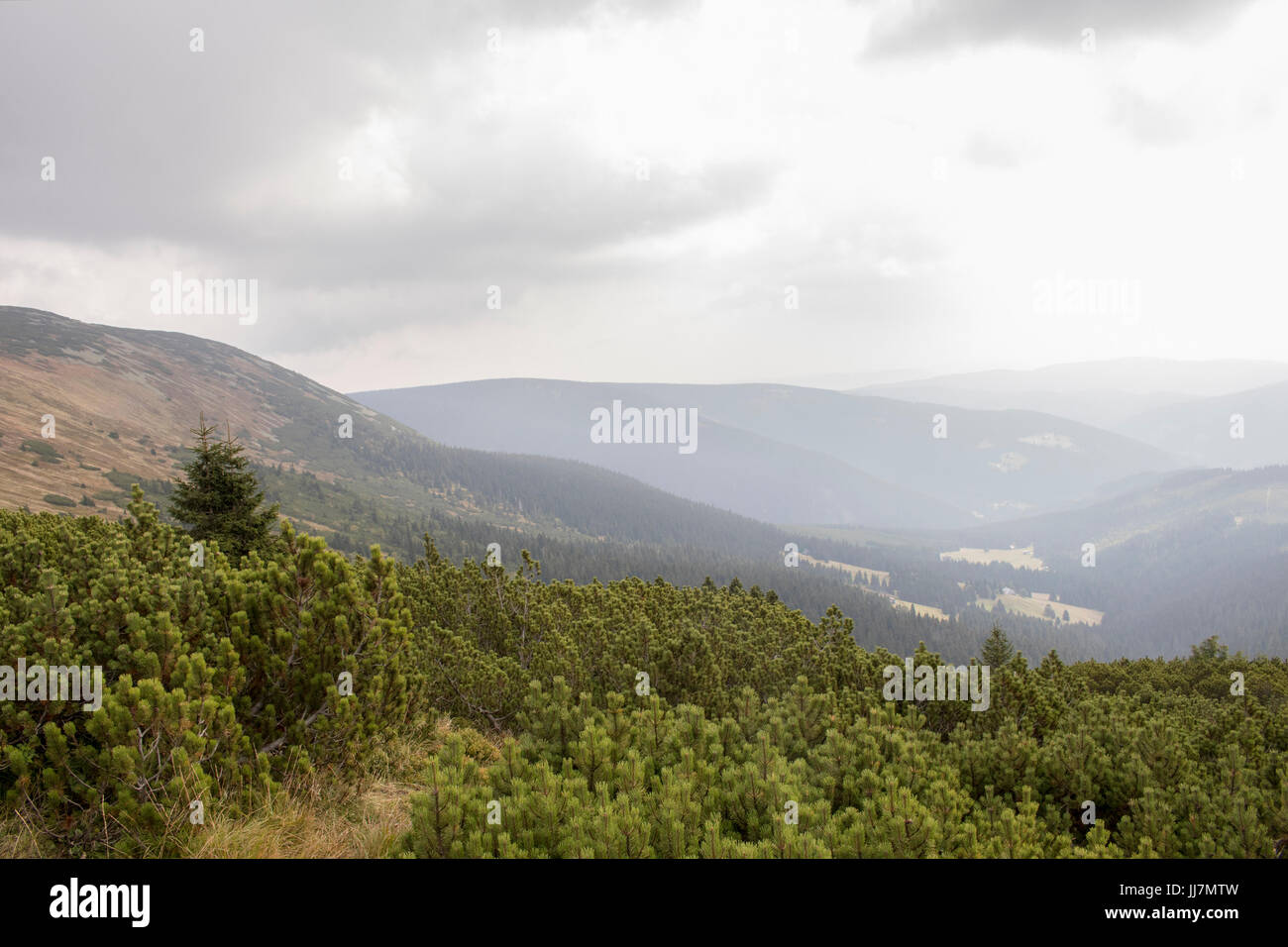 La montagne d'automne de la campagne dans des conditions de ciel couvert avec pins de montagne à l'avant Banque D'Images